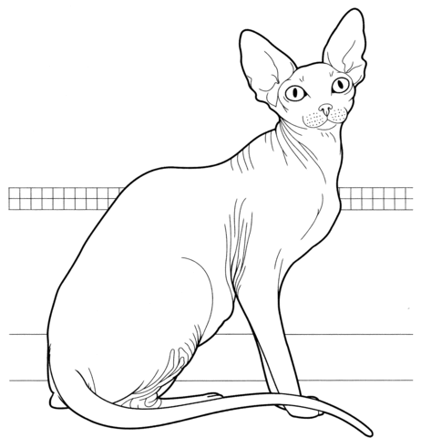 Canadian Sphynx  Coloring page