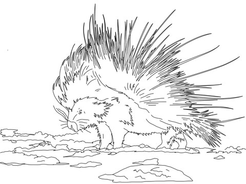 Cape Porcupine Coloring page