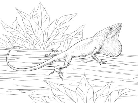 Carolina Anole Coloring page