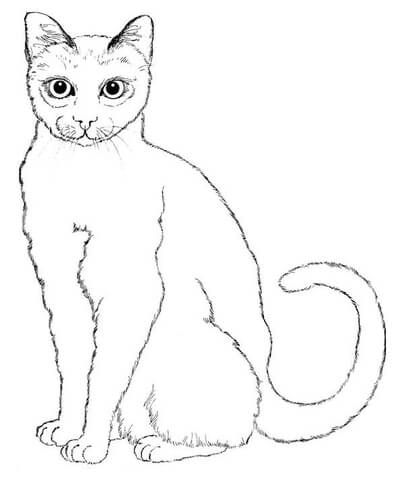 Sitting Cat Coloring page