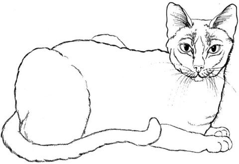 Cat 11 Coloring page