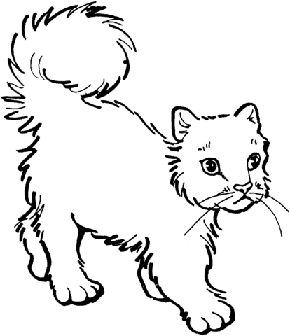 Cat 16 Coloring page