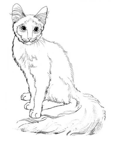 Sitting Cat Coloring page