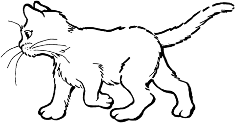 Kitten Coloring page