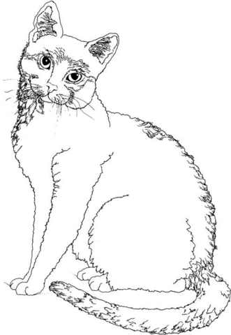 Cat 5 Coloring page