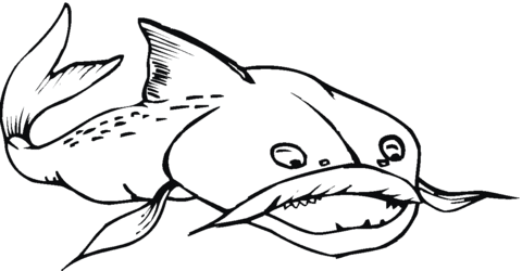 Catfish 17 Coloring page