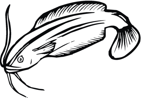 Catfish 18 Coloring page