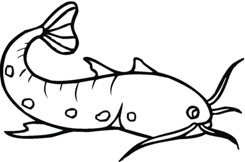 Catfish 23 Coloring page