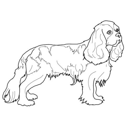 Cavalier King Charles Spaniel Coloring page