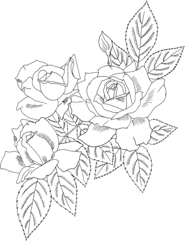 Cecile Brunner or Polyantha Rose Bush Coloring page