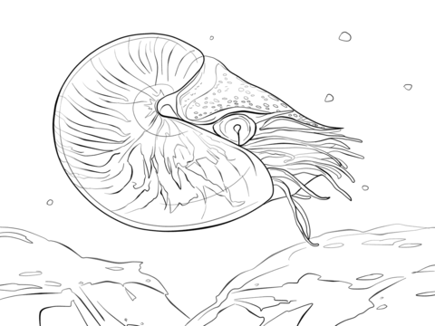 Chambered Nautilus Nautilus Pompilius Coloring page