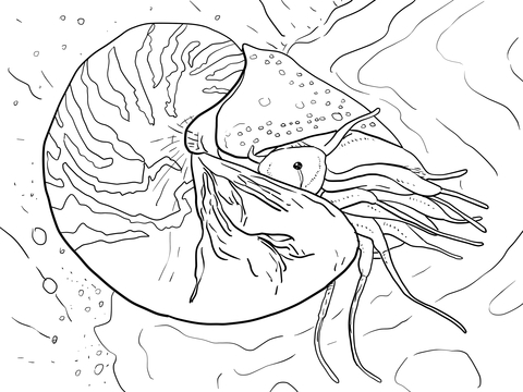 Chambered Nautilus or Nautilus Pompilius Coloring page