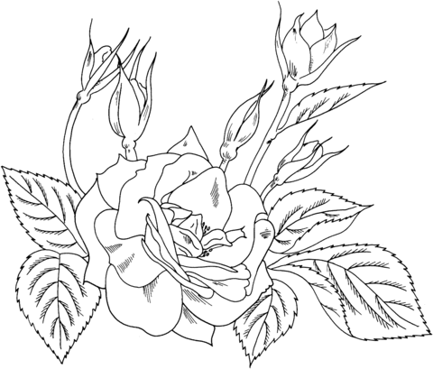 Charisma Yellow Red Floribunda Rose Coloring page