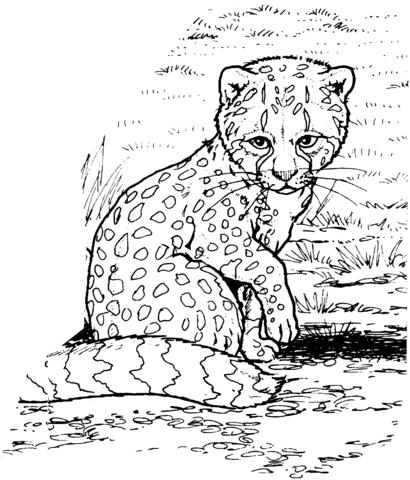 Baby cheetah Coloring page