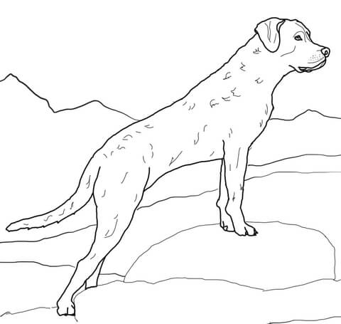 Chesapeake Bay Retriever Coloring page