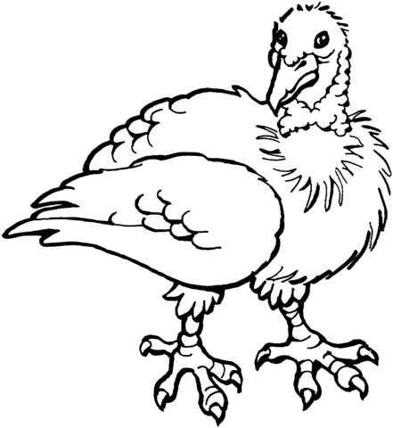 Chicken Coloring page