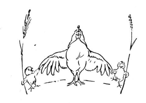 Mother Hen with little chickens Coloring page