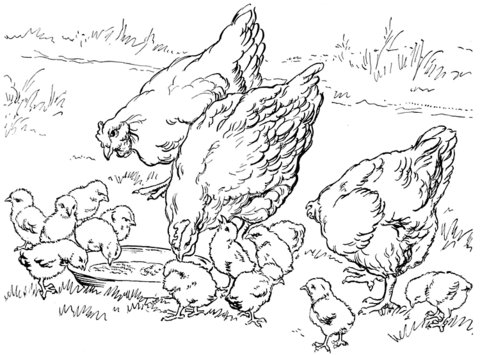 Mother hens and baby chicken Coloring page