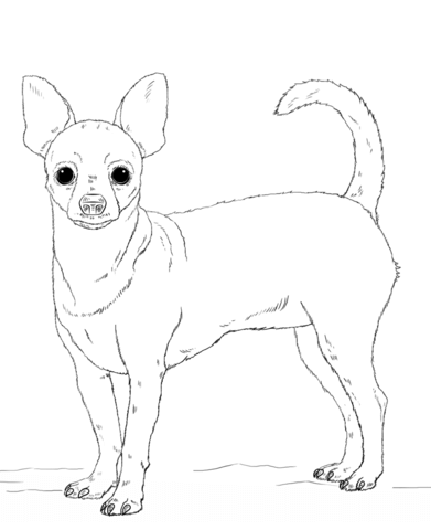 Chihuahua dog Coloring page