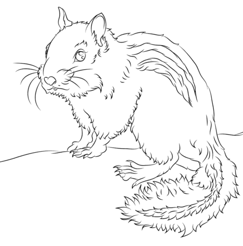 Chipmunk Coloring page