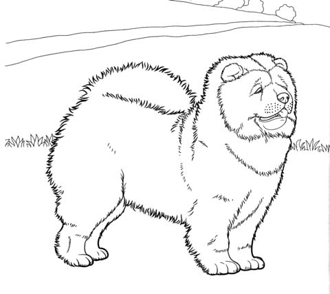 Chow Chow  Coloring page