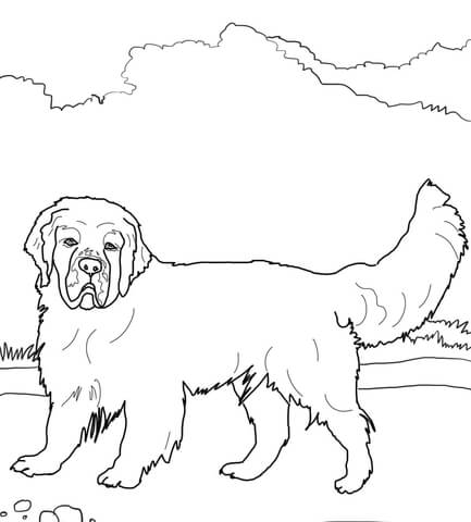 Clumber Spaniel Coloring page