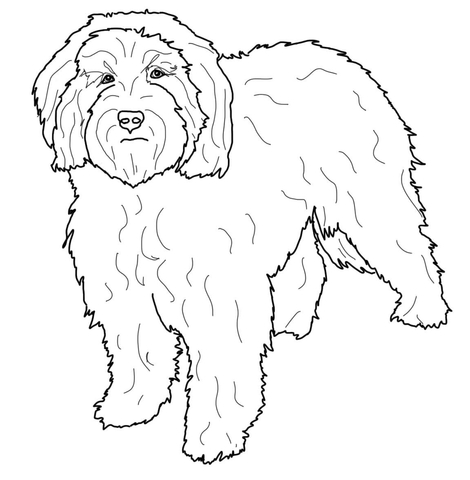 Cockapoo Coloring page