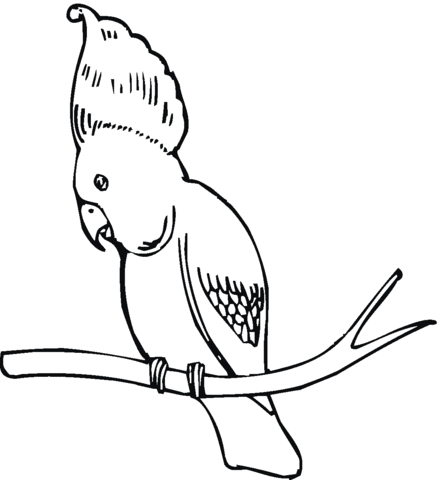 Black cockatoo Coloring page