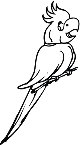 Cockatoo on the branch Coloring page