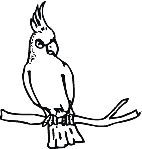 Rose breasted cockatoo Coloring page