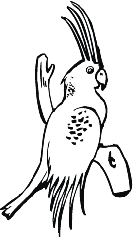 Palm cockatoo Coloring page