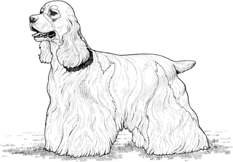 Cocker Spaniel  Coloring page