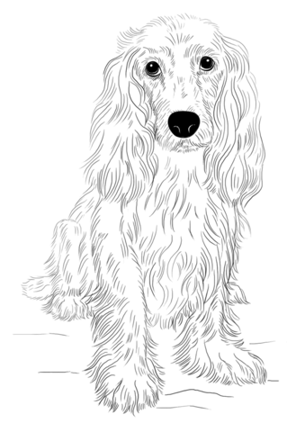 English Cocker Spaniel Coloring page