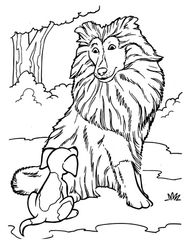 Collie And A Puppy Coloring page