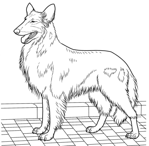 Rough Collie Coloring page