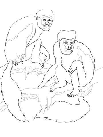 Colobus Monkeys Coloring page