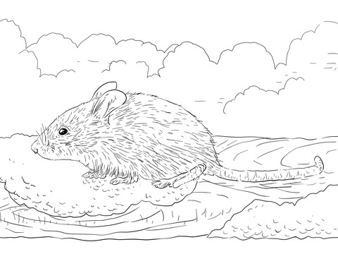 Common House Mouse Coloring page