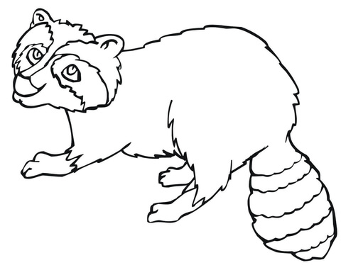 Common Raccoon Coloring page