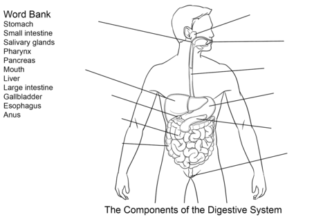 Components of Digestive System Worksheet Coloring page