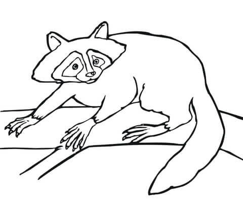 Coon Coloring page