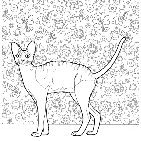 Cornish Rex  Coloring page