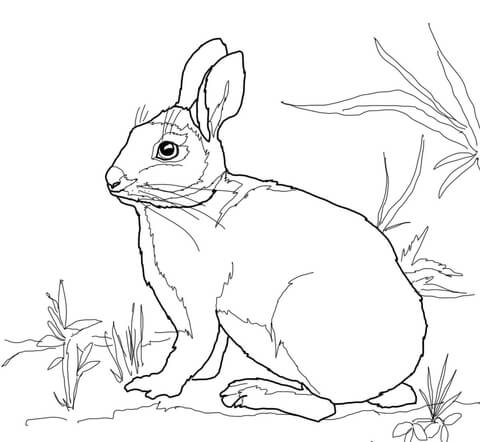 Cottontail Marsh Rabbit Coloring page