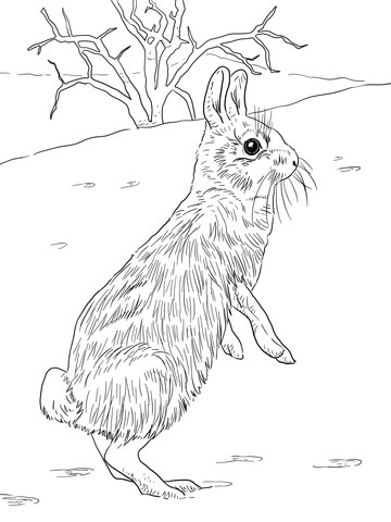 Cottontail Jackrabbit Standing Coloring page