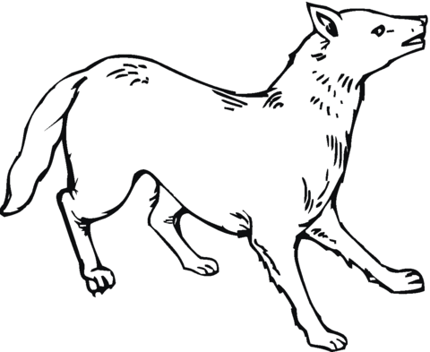 Coyote 13 Coloring page