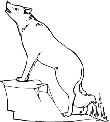 Coyote 17 Coloring page