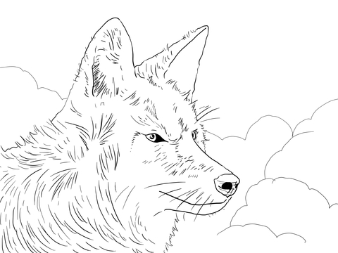 Coyote Head Coloring page