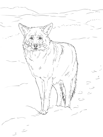 Coyote Portrait Coloring page