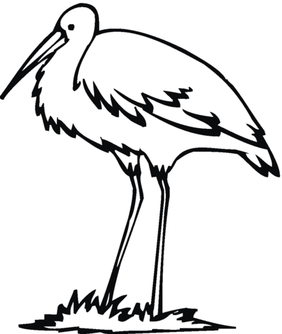 Egret bird Coloring page