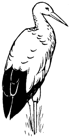 Egret Coloring page