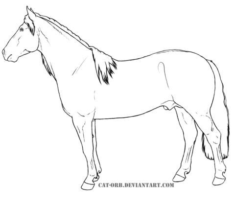 Criollo horse Coloring page